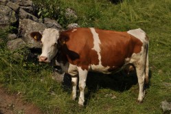 ...leppoisia lehmiä...