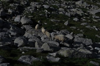 Karun laakson asukkeja olivat lampaat...