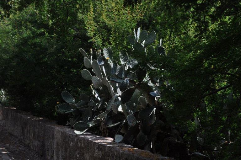 Täällä kasvaa kaktus.