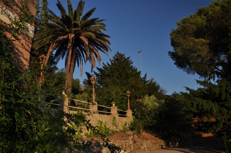 Täällä kasvaa jo palmutkin