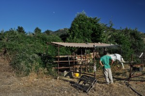Yksi isännistä ja hepat.