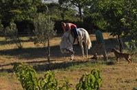 Välillä hevoset on jukureita.