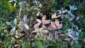 WP_20151011_10_56_16_Pro