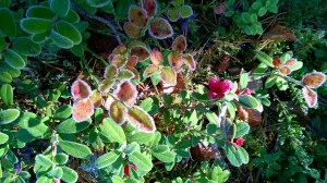 WP_20151011_10_56_35_Pro