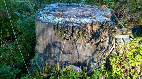 WP_20151011_11_49_22_Pro