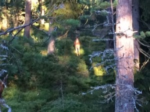 Heti alkuun näimme peuran tms. hirvieläimen