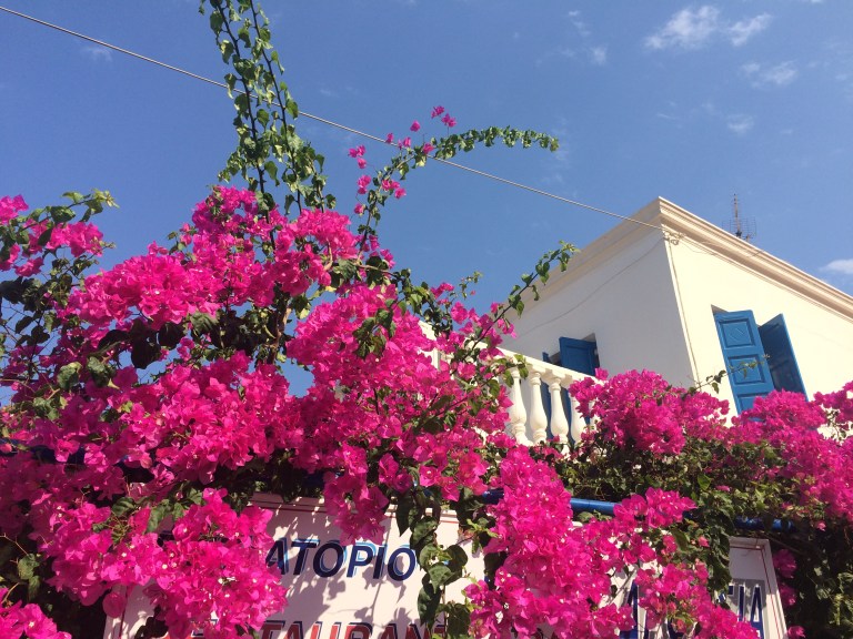 Kukat loistavat vielä syksylläkin.