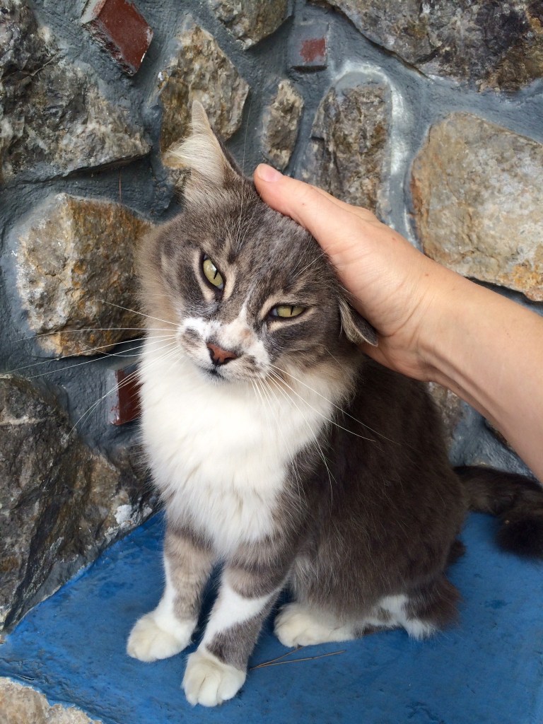 Eräs vähän äkäisemmistä Massourin asukeista, noin yleisesti asukkaat eivät kuitenkana olleet äkäisiä...