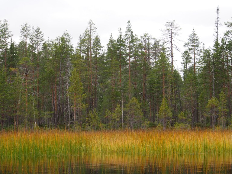 Paras ruska oli Suomussalmella ohi, mutta silti luonto oli nättiä. Muuttolinnut ovat lähteneet liikkeelle. Varsinkin joutsenia näki paljon aamusta.