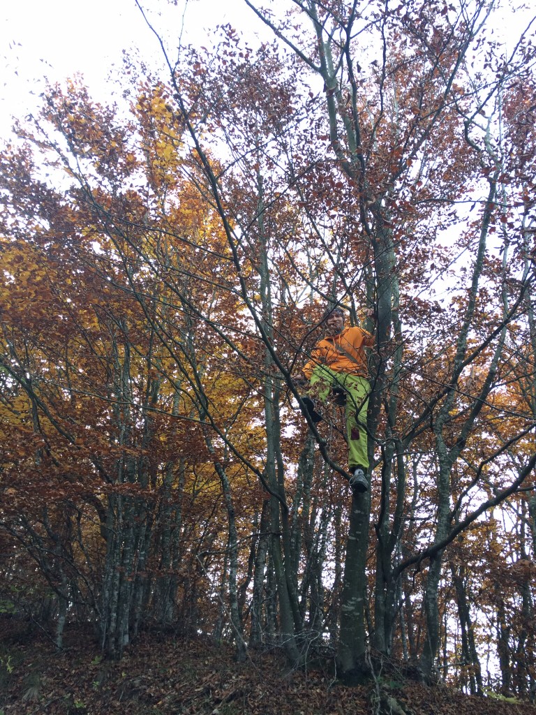 ...ja välillä kiipesin puuhun...