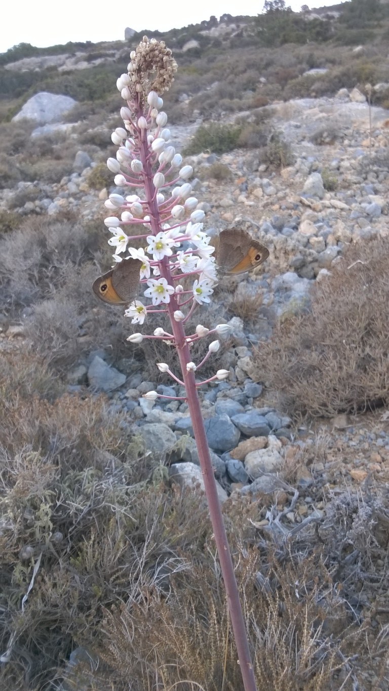 wp_20161004_17_39_40_pro